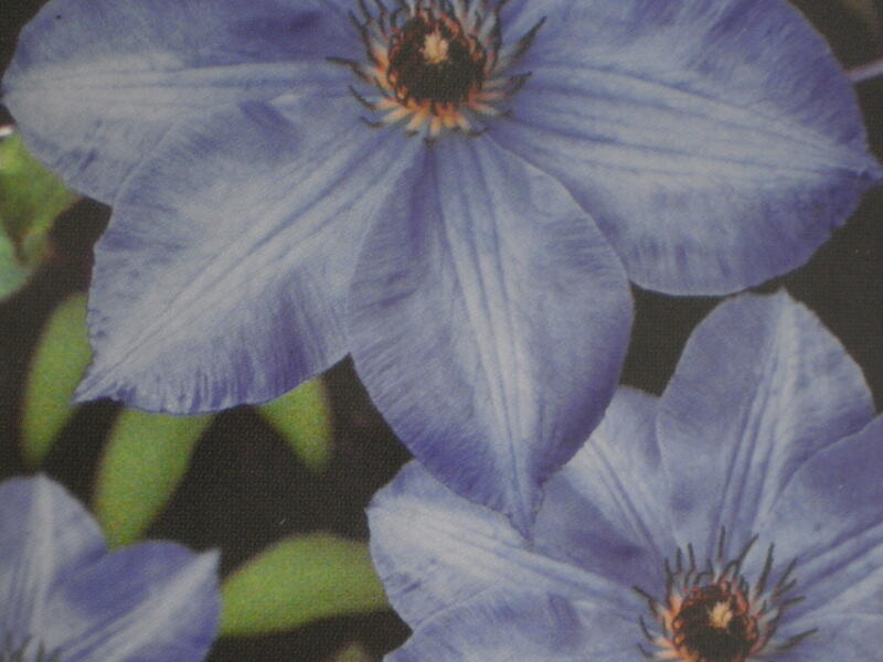 Plamének 'William Kennett' - Clematis 'William Kennett'