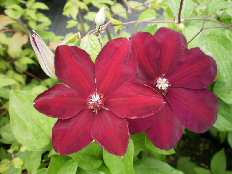 Plamének 'Westerplatte' - Clematis 'Westerplatte'