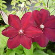 Plamének 'Westerplatte' - Clematis 'Westerplatte'