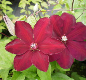 Plamének 'Westerplatte' - Clematis 'Westerplatte'