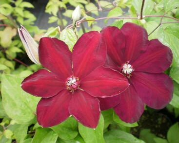 Plamének 'Westerplatte'