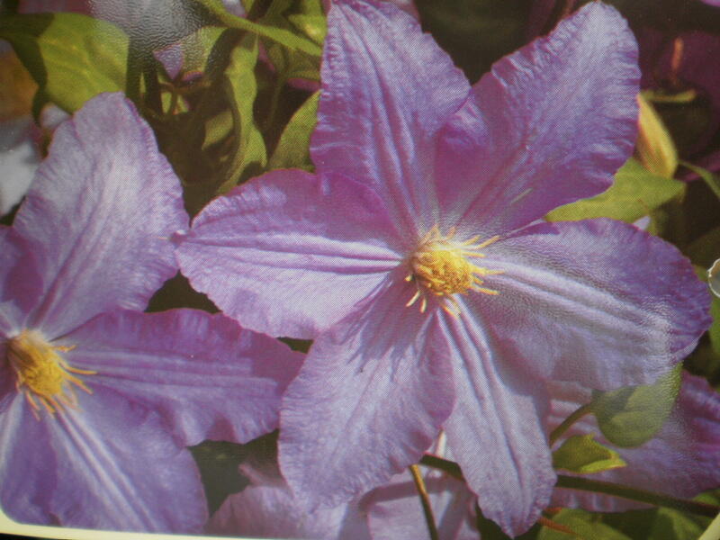 Plamének 'Vistula' - Clematis 'Vistula'