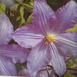 Plamének 'Vistula' - Clematis 'Vistula'