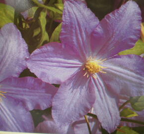 Plamének 'Vistula' - Clematis 'Vistula'