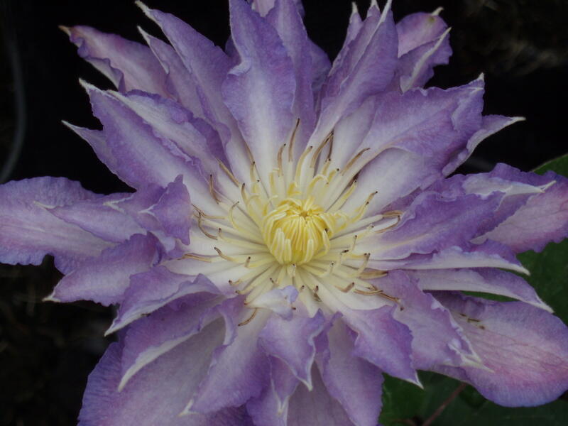 Plamének 'Thyrislund' - Clematis 'Thyrislund'