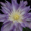 Plamének 'Thyrislund' - Clematis 'Thyrislund'