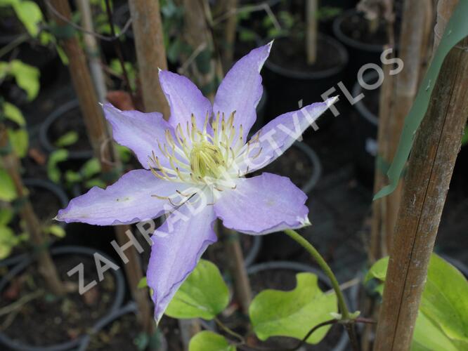 Plamének 'Thyrislund' - Clematis 'Thyrislund'