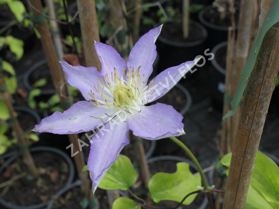 Plamének 'Thyrislund' - Clematis 'Thyrislund'