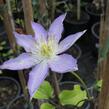 Plamének 'Thyrislund' - Clematis 'Thyrislund'