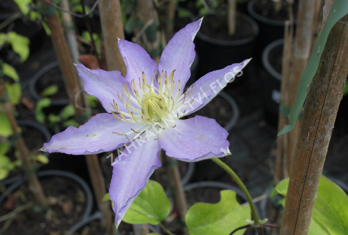 Plamének 'Thyrislund' - Clematis 'Thyrislund'