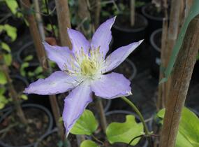 Plamének 'Thyrislund' - Clematis 'Thyrislund'