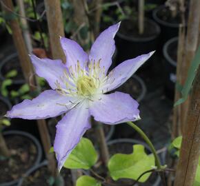 Plamének 'Thyrislund' - Clematis 'Thyrislund'