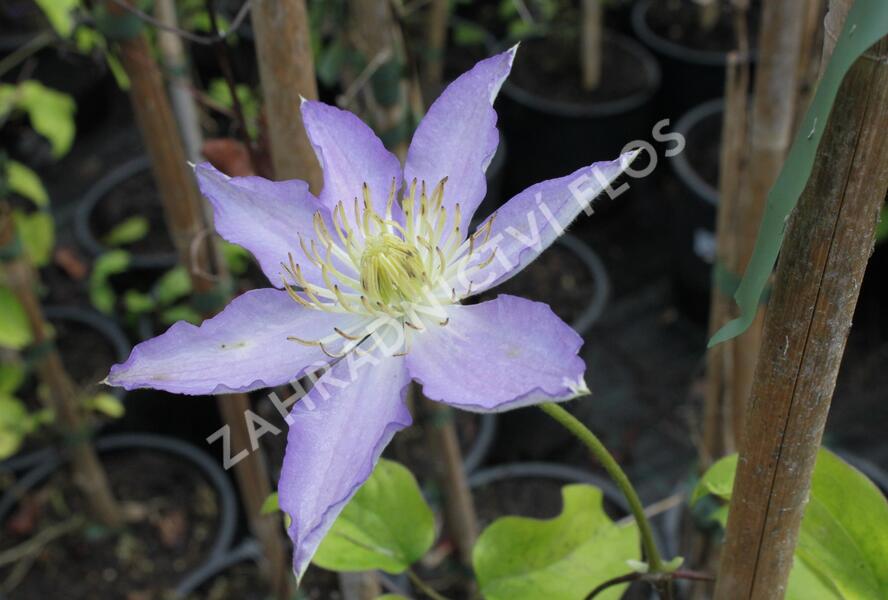 Plamének 'Thyrislund' - Clematis 'Thyrislund'