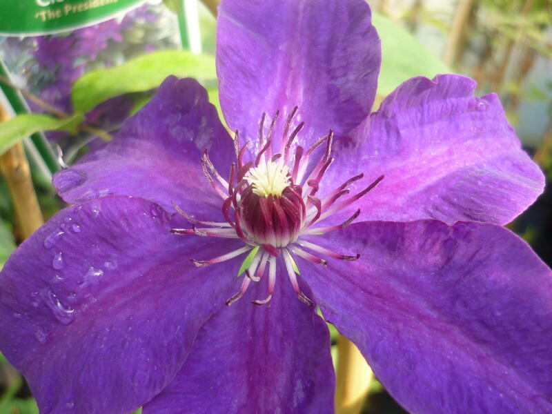 Plamének 'The President' - Clematis 'The President'