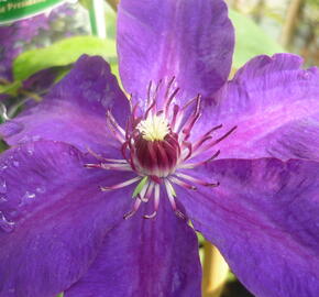 Plamének 'The President' - Clematis 'The President'