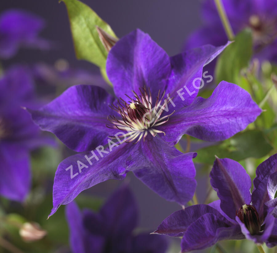 Plamének 'The President' - Clematis 'The President'