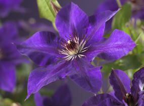 Plamének 'The President' - Clematis 'The President'