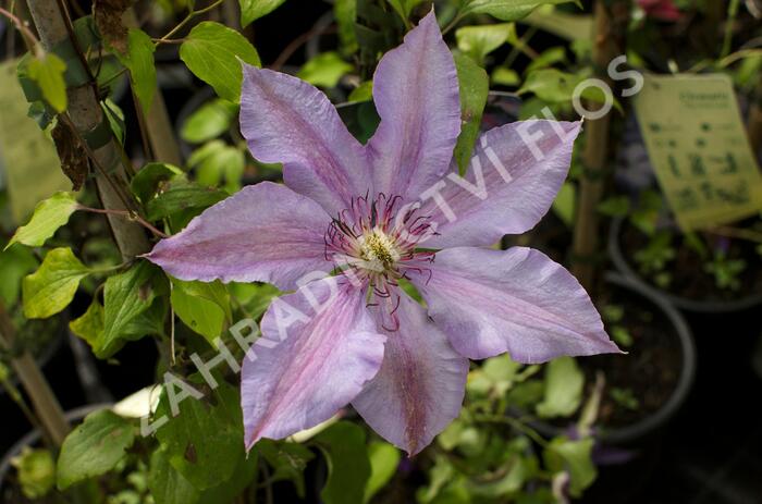 Plamének 'The First Lady' - Clematis 'The First Lady'