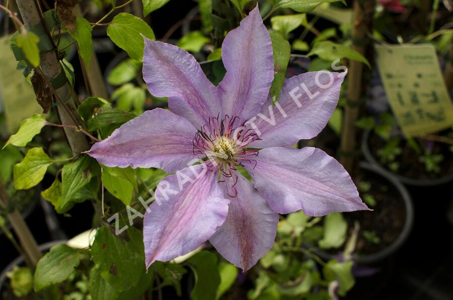 Plamének 'The First Lady' - Clematis 'The First Lady'