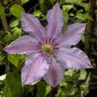 Plamének 'The First Lady' - Clematis 'The First Lady'