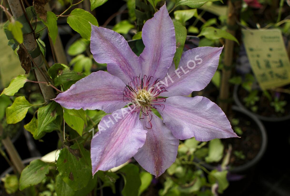Plamének 'The First Lady' - Clematis 'The First Lady'