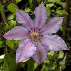 Plamének 'The First Lady' - Clematis 'The First Lady'