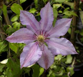 Plamének 'The First Lady' - Clematis 'The First Lady'