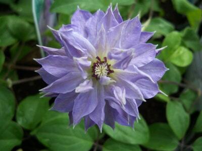 Plamének 'Teshio' - Clematis 'Teshio'
