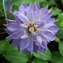 Plamének 'Teshio' - Clematis 'Teshio'