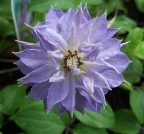 Plamének 'Teshio' - Clematis 'Teshio'