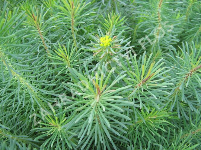 Pryšec chvojka 'Fens Ruby' - Euphorbia cyparissias 'Fens Ruby'