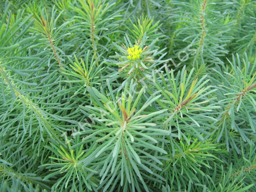 Pryšec chvojka 'Fens Ruby' - Euphorbia cyparissias 'Fens Ruby'