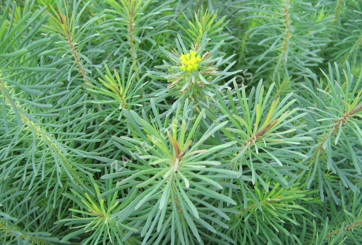 Pryšec chvojka 'Fens Ruby' - Euphorbia cyparissias 'Fens Ruby'