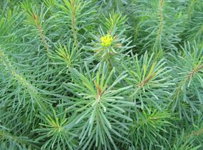 Pryšec chvojka 'Fens Ruby' - Euphorbia cyparissias 'Fens Ruby'