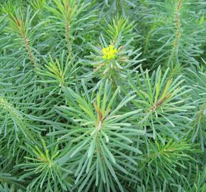 Pryšec chvojka 'Fens Ruby' - Euphorbia cyparissias 'Fens Ruby'