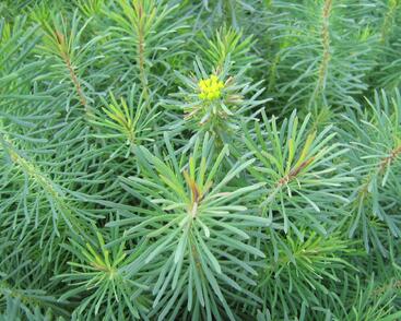 Pryšec chvojka 'Fens Ruby'