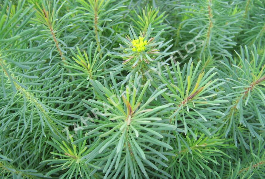 Pryšec chvojka 'Fens Ruby' - Euphorbia cyparissias 'Fens Ruby'