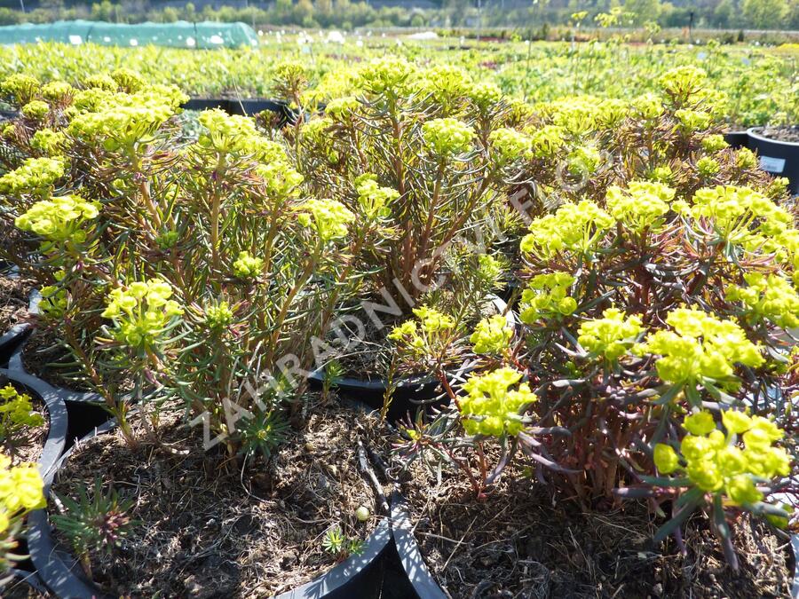 Pryšec chvojka 'Fens Ruby' - Euphorbia cyparissias 'Fens Ruby'