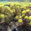 Pryšec chvojka 'Fens Ruby' - Euphorbia cyparissias 'Fens Ruby'