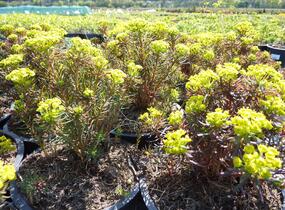 Pryšec chvojka 'Fens Ruby' - Euphorbia cyparissias 'Fens Ruby'