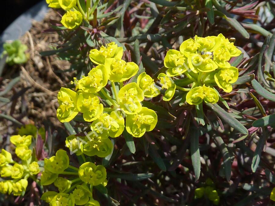 Pryšec chvojka 'Fens Ruby' - Euphorbia cyparissias 'Fens Ruby'