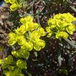 Pryšec chvojka 'Fens Ruby' - Euphorbia cyparissias 'Fens Ruby'