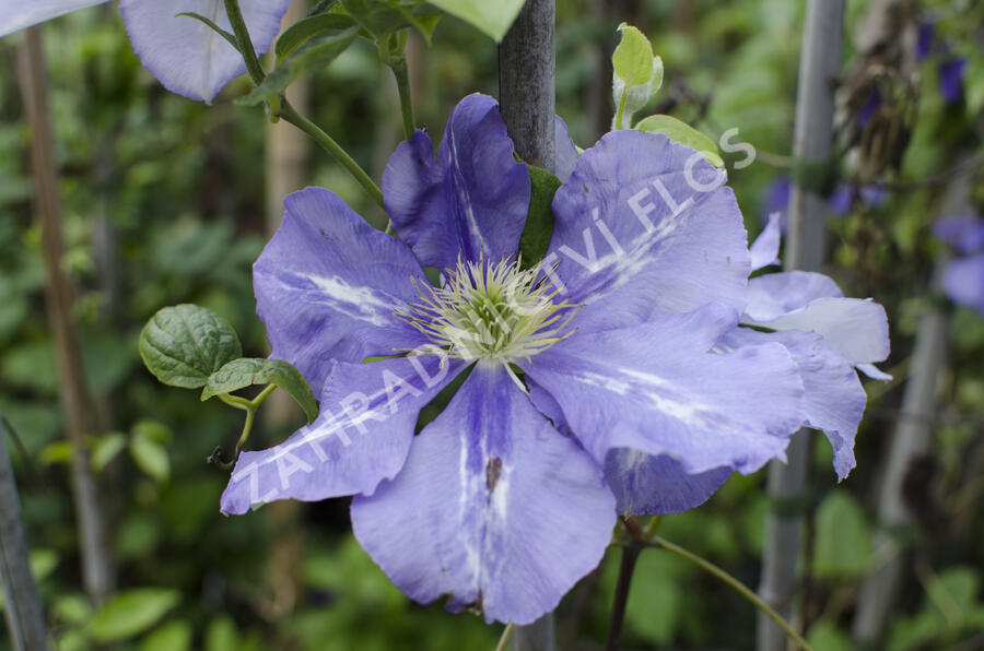 Plamének 'General Sikorski' - Clematis 'General Sikorski'