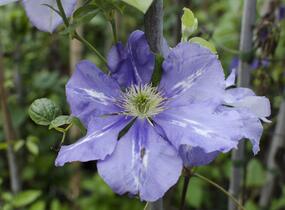 Plamének 'General Sikorski' - Clematis 'General Sikorski'