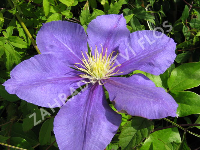 Plamének 'General Sikorski' - Clematis 'General Sikorski'