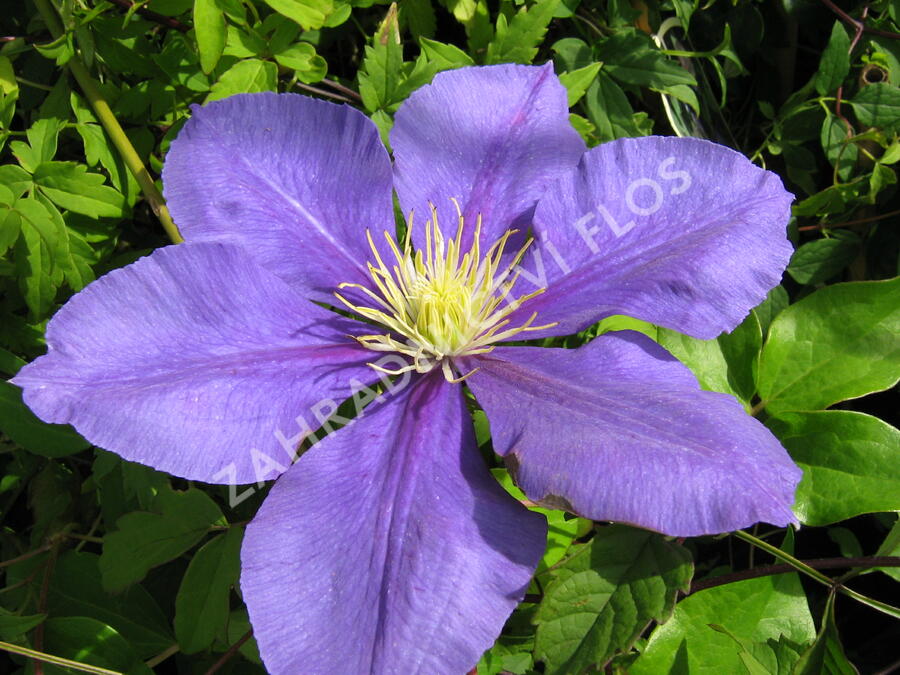 Plamének 'General Sikorski' - Clematis 'General Sikorski'