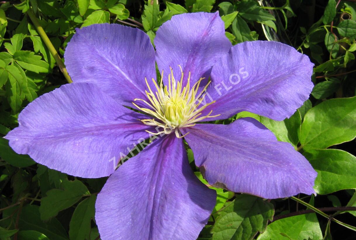 Plamének 'General Sikorski' - Clematis 'General Sikorski'