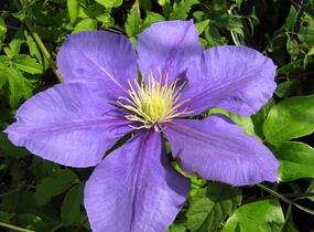 Plamének 'General Sikorski' - Clematis 'General Sikorski'