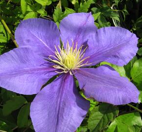 Plamének 'General Sikorski' - Clematis 'General Sikorski'