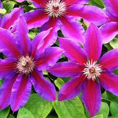Plamének 'Fireworks' - Clematis 'Fireworks'